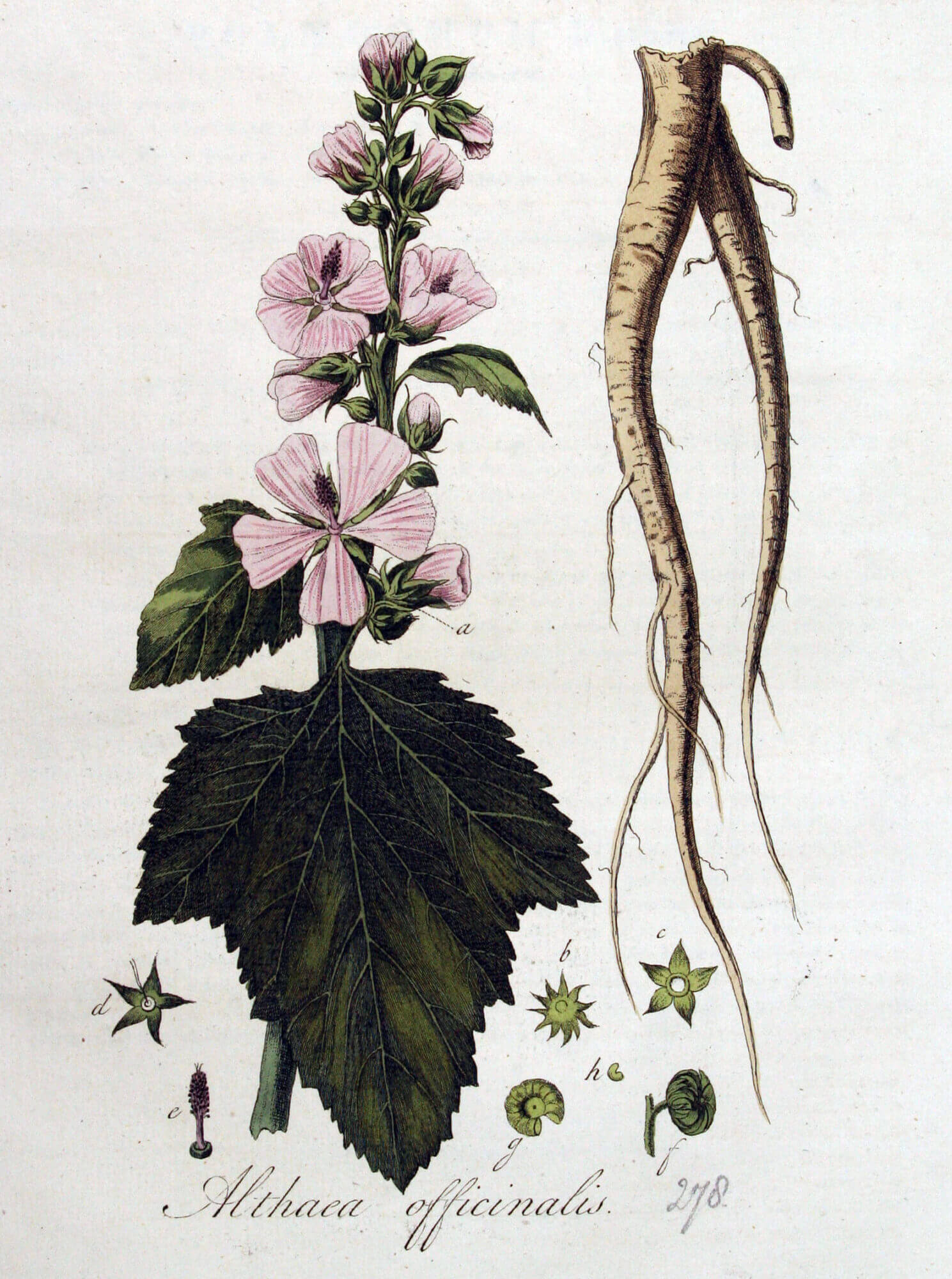 Medical Confections