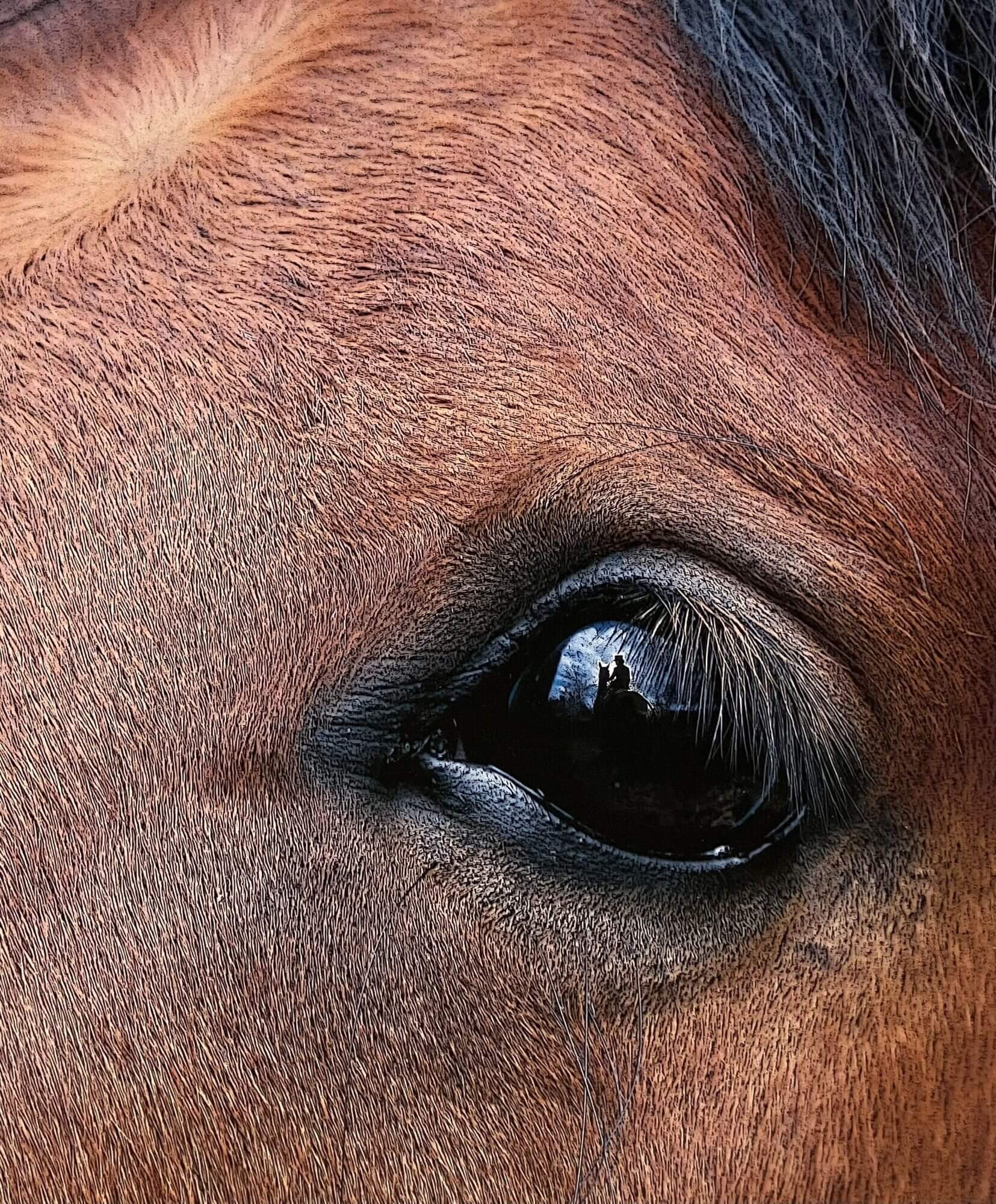 Horse Eye Balshi