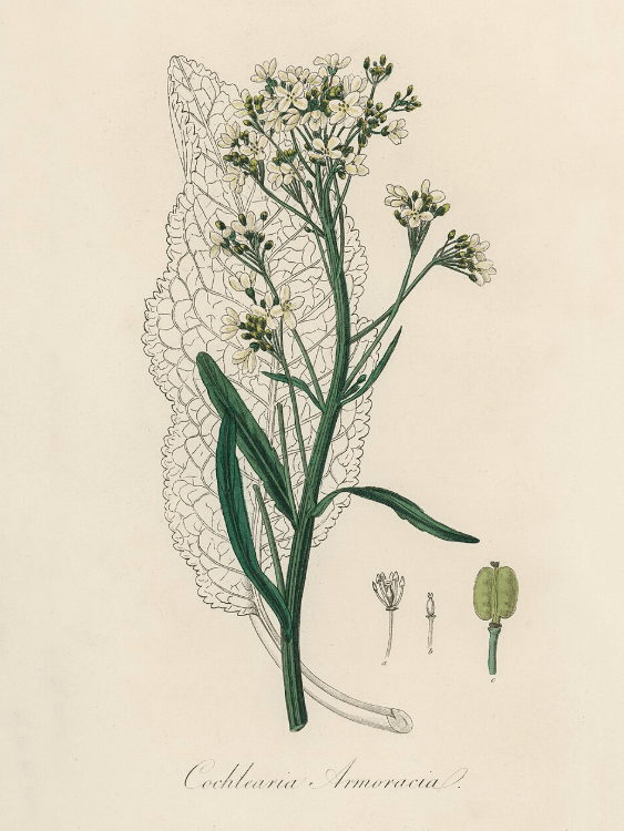Root Cellar Remedies: Revolutionary War Medicine